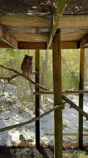 Fern the Great Horned Owl — Magnolia Plantation & Gardens
